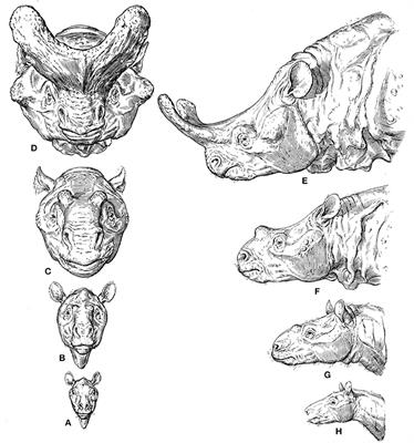Etho-Eco-Morphological Mismatches, an Overlooked Phenomenon in Ecology, Evolution and Evo-Devo That Supports ONCE (Organic Nonoptimal Constrained Evolution) and the Key Evolutionary Role of Organismal Behavior